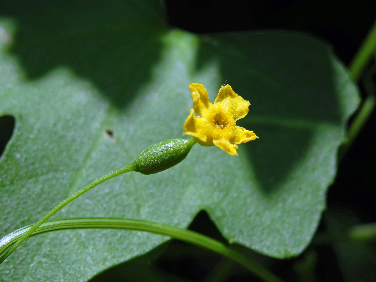 Melothria pendula L.