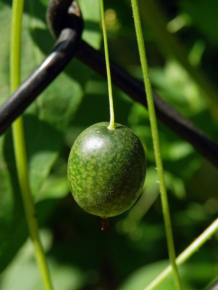 Melothria pendula L.