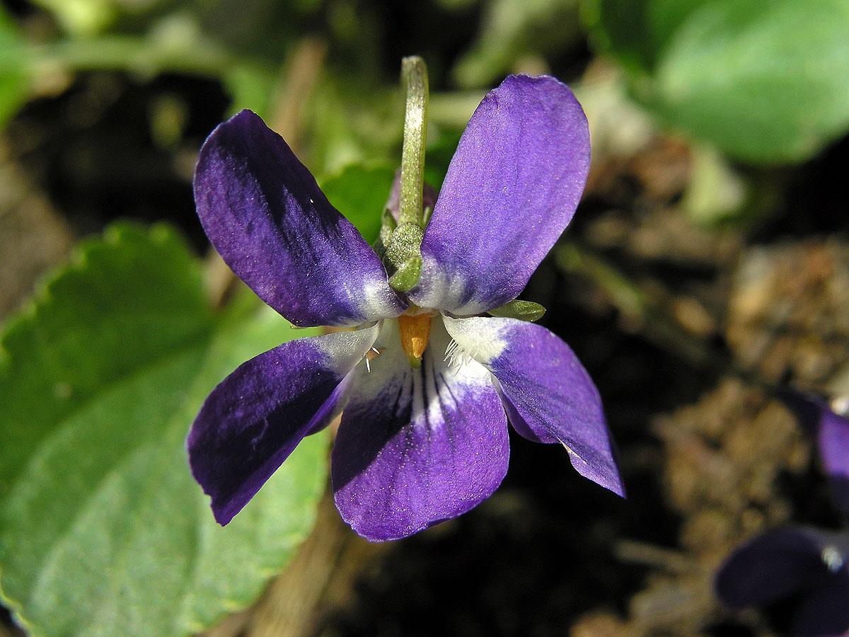 Violka vonná (Viola odorata L.)