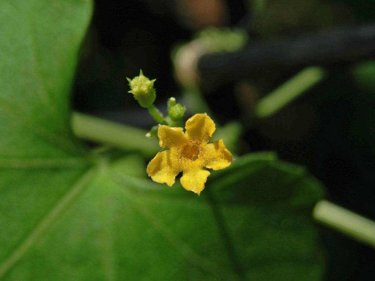 Melothria pendula L.