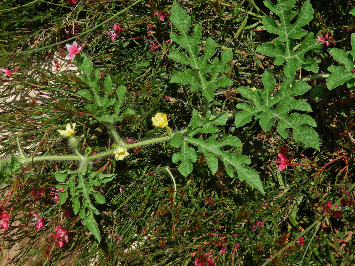 Lubenice obecná (Citrullus lanatus (Thunb.) Matsum. & Nakai)