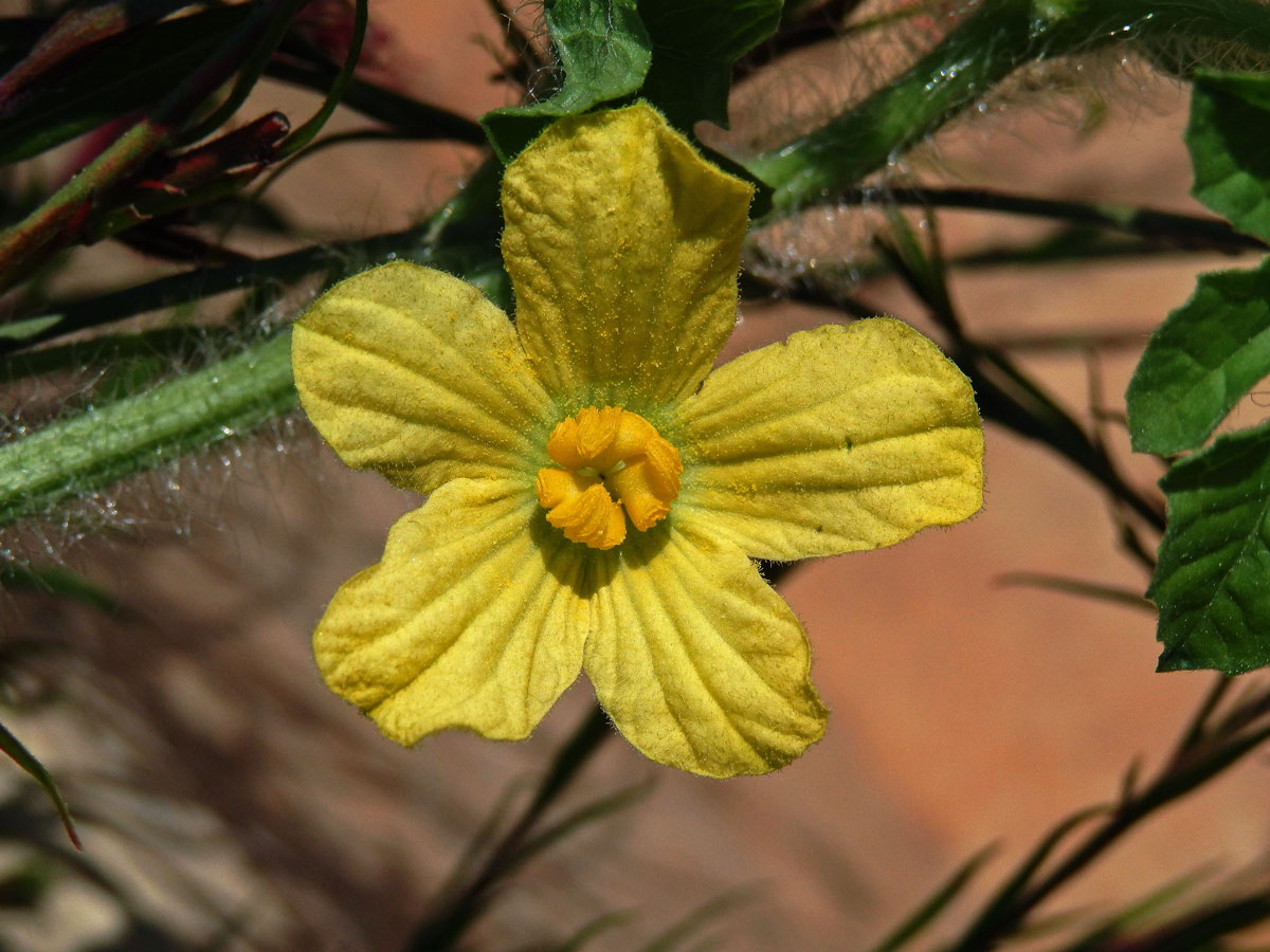 Lubenice obecná (Citrullus lanatus (Thunb.) Matsum. & Nakai)