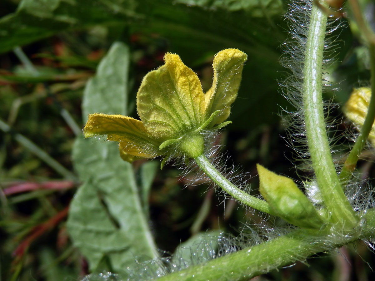 Lubenice obecná (Citrullus lanatus (Thunb.) Matsum. & Nakai)