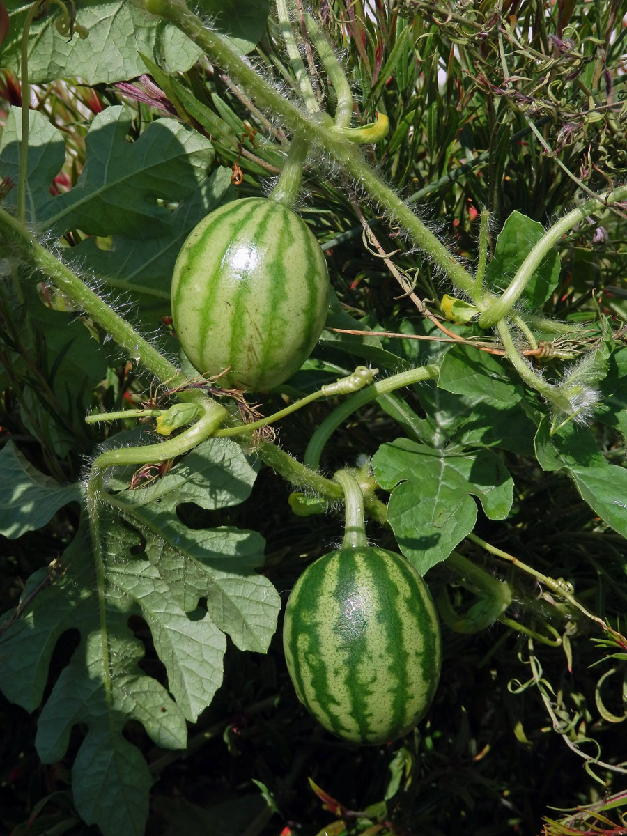 Lubenice obecná (Citrullus lanatus (Thunb.) Matsum. & Nakai)