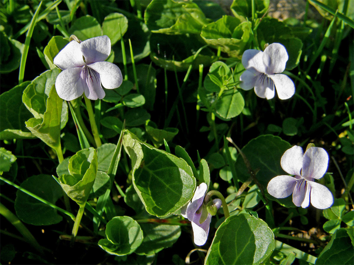 Violka bahenní (Viola palustris L.)