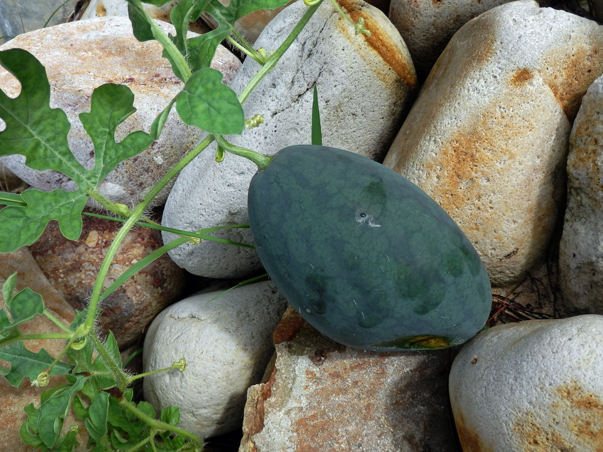 Lubenice obecná (Citrullus lanatus (Thunb.) Matsum. & Nakai)