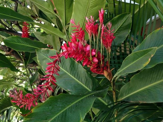 Galgán nachový (Alpinia purpurata (Vieill.) K. Schum), proliferace květů (1a)