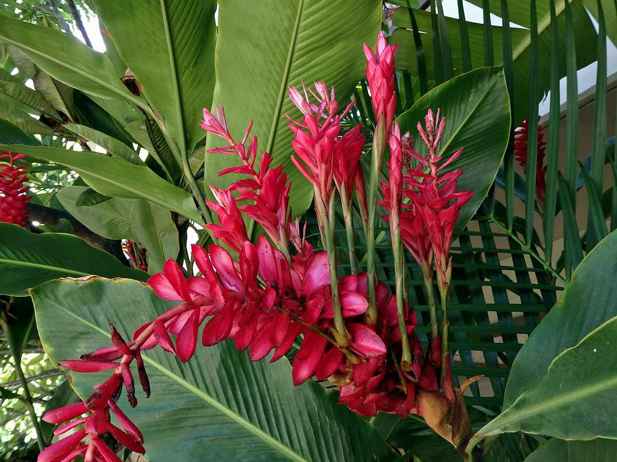 Galgán nachový (Alpinia purpurata (Vieill.) K. Schum), proliferace květů (1b)