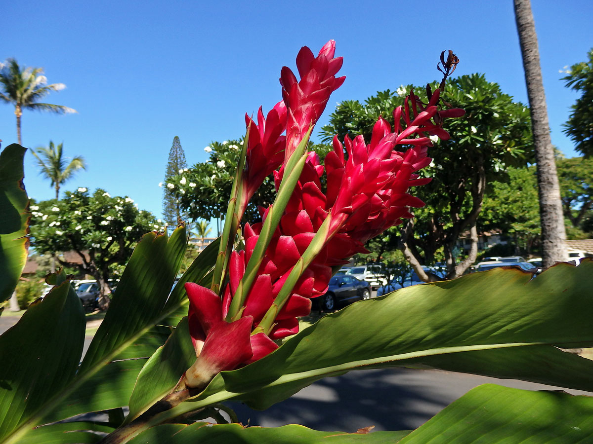 Galgán nachový (Alpinia purpurata (Vieill.) K. Schum), proliferace květů (2)