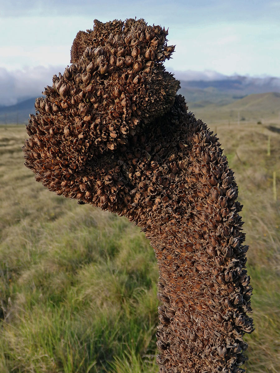 Divizna malokvětá (Verbascum thapsus L.), fasciace stonku (1b)