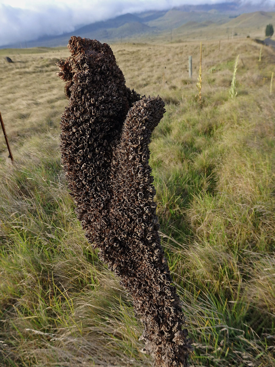 Divizna malokvětá (Verbascum thapsus L.), fasciace stonku (1c)