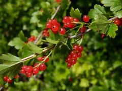 Rybíz alpínský (Ribes alpinum L.)