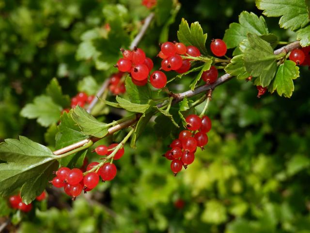 Rybíz alpínský (Ribes alpinum L.)