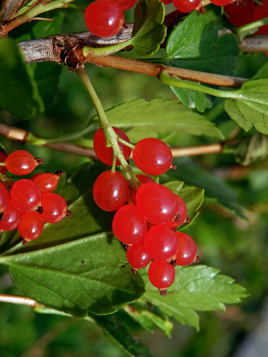 Rybíz alpínský (Ribes alpinum L.)