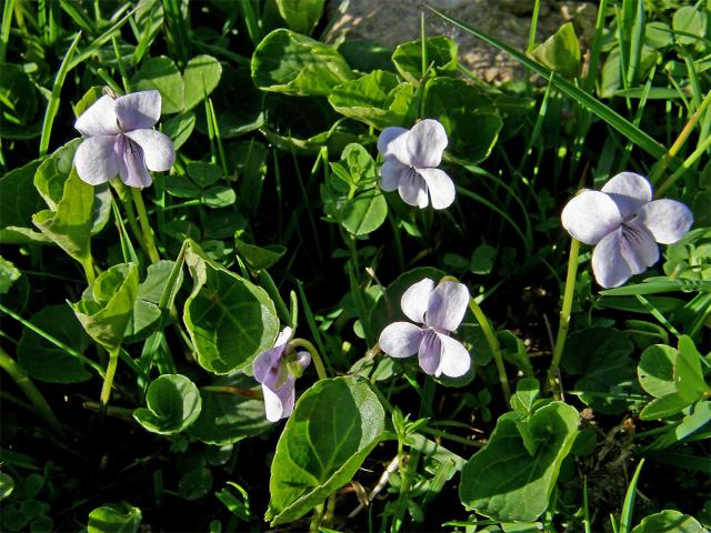 Violka bahenní (Viola palustris L.)