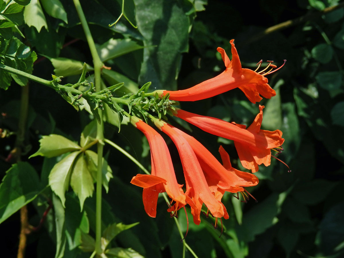 Tecoma capensis (Thunb.) Lindl.