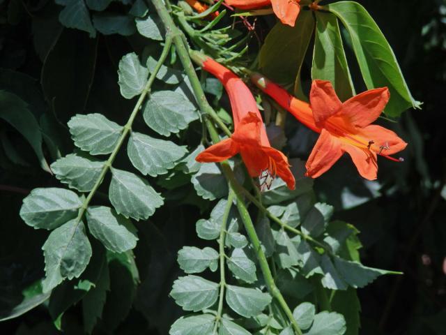 Tecoma capensis (Thunb.) Lindl.