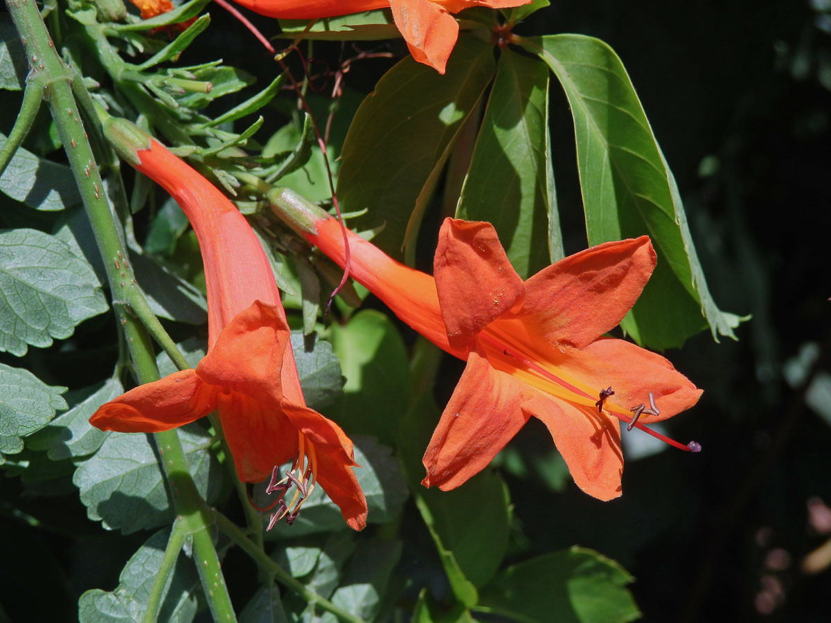 Tecoma capensis (Thunb.) Lindl.