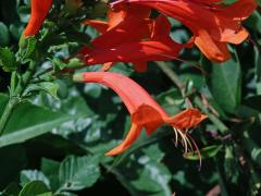 Tecoma capensis (Thunb.) Lindl.