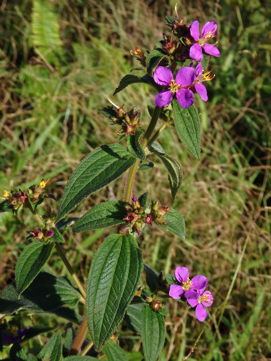 Tibouchina herbacea (DC.) Cogn.