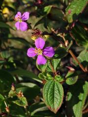 Tibouchina herbacea (DC.) Cogn.