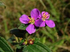 Tibouchina herbacea (DC.) Cogn.