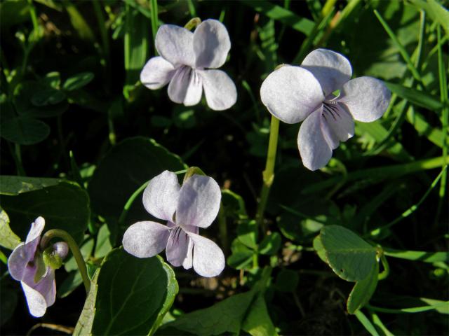 Violka bahenní (Viola palustris L.)