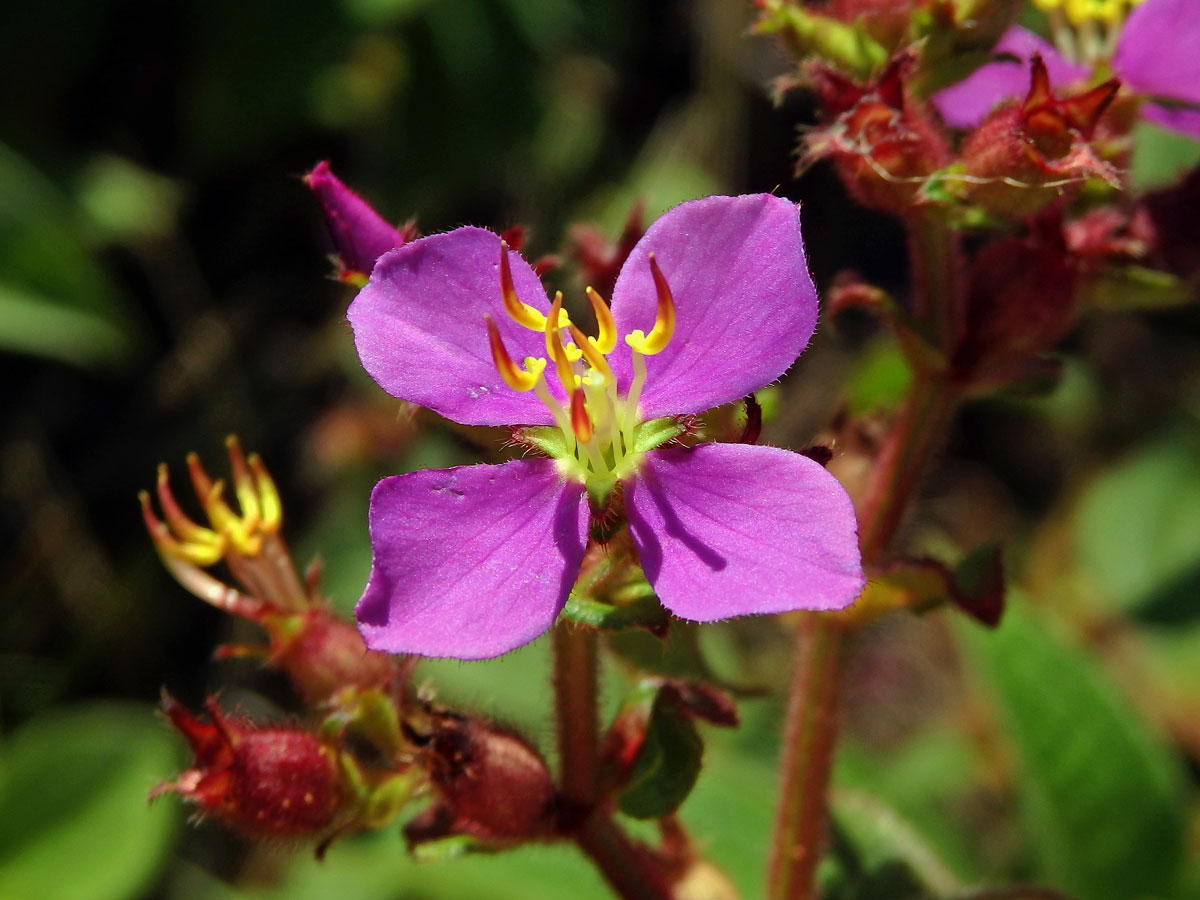 Tibouchina herbacea (DC.) Cogn.