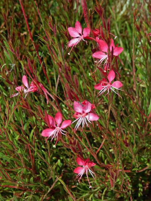 Gaura lindheimeri Engelm. & Gray