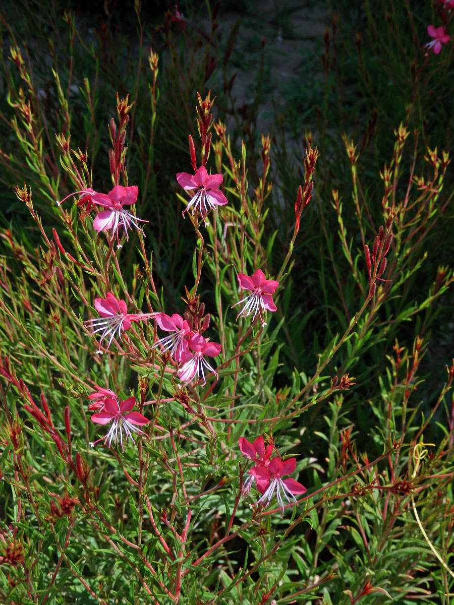 Gaura lindheimeri Engelm. & Gray