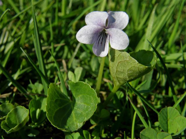 Violka bahenní (Viola palustris L.)