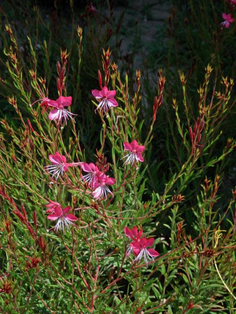 Gaura lindheimeri Engelm. & Gray