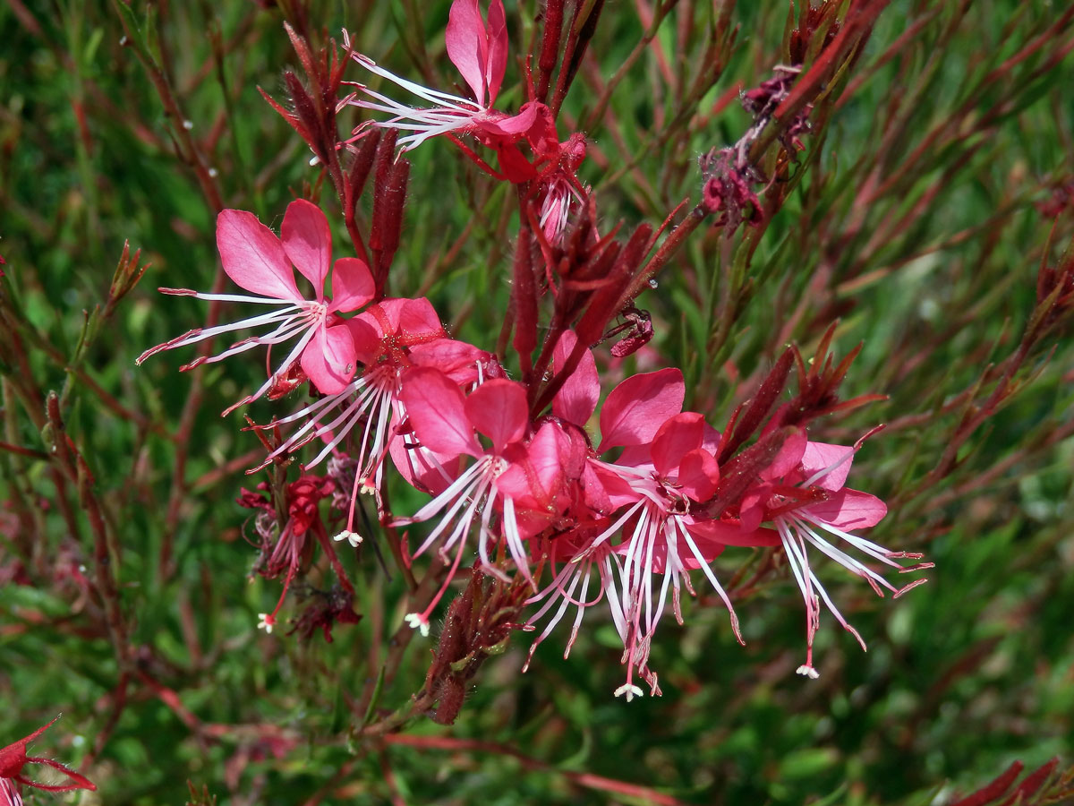 Gaura lindheimeri Engelm. & Gray