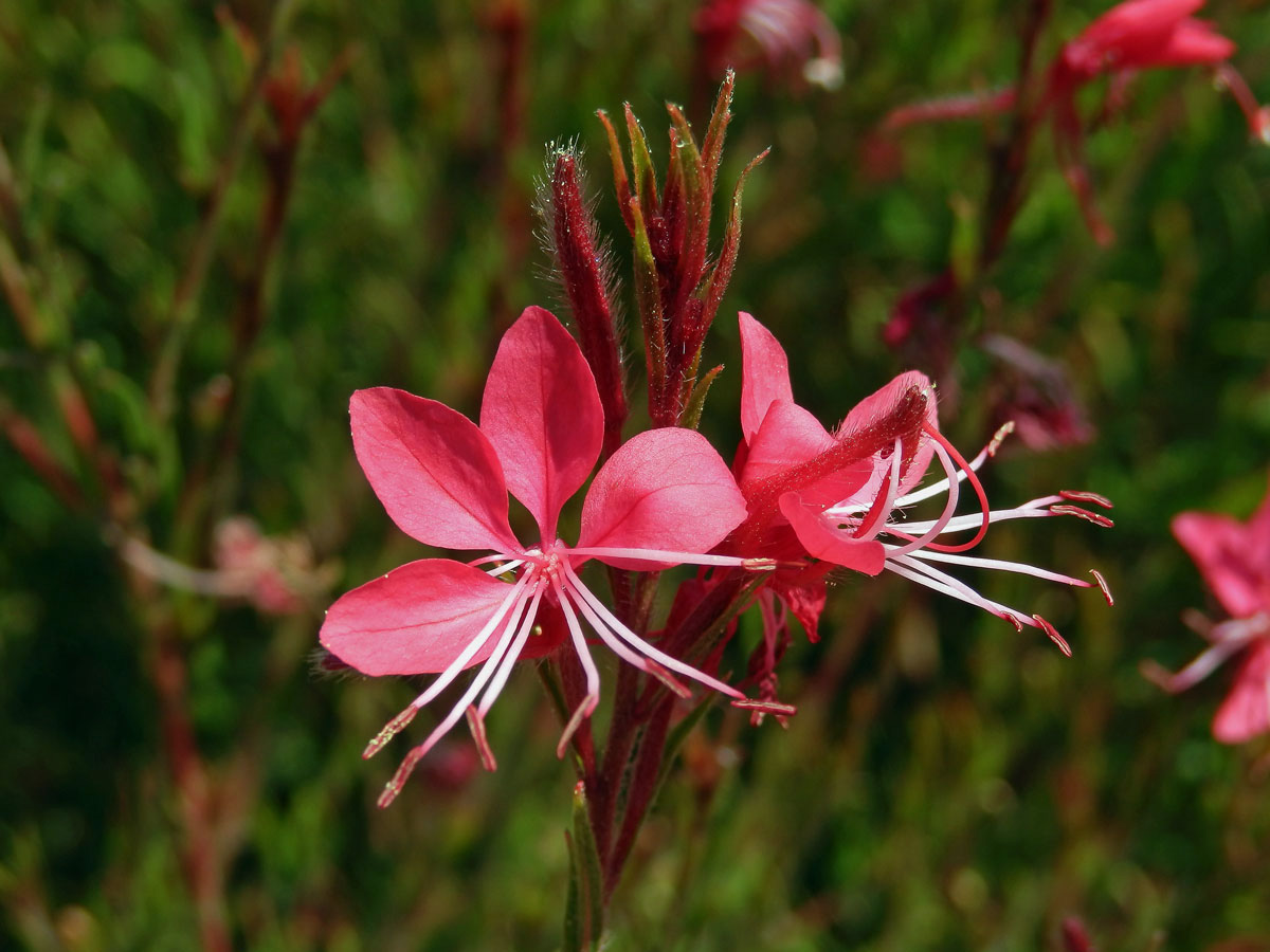 Gaura lindheimeri Engelm. & Gray