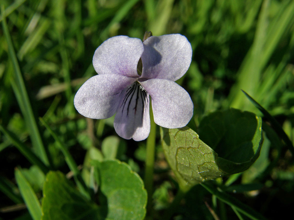 Violka bahenní (Viola palustris L.)