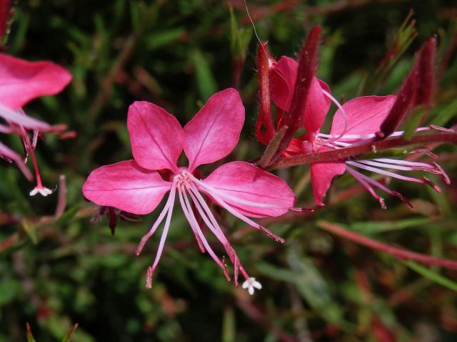 Gaura lindheimeri Engelm. & Gray