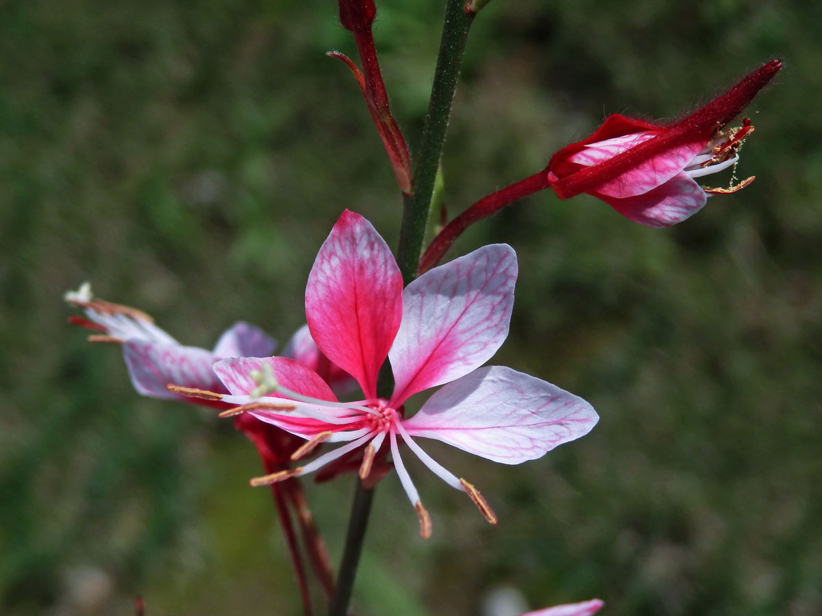 Gaura lindheimeri Engelm. & Gray