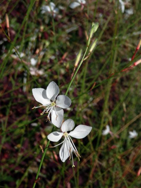 Gaura lindheimeri Engelm. & Gray