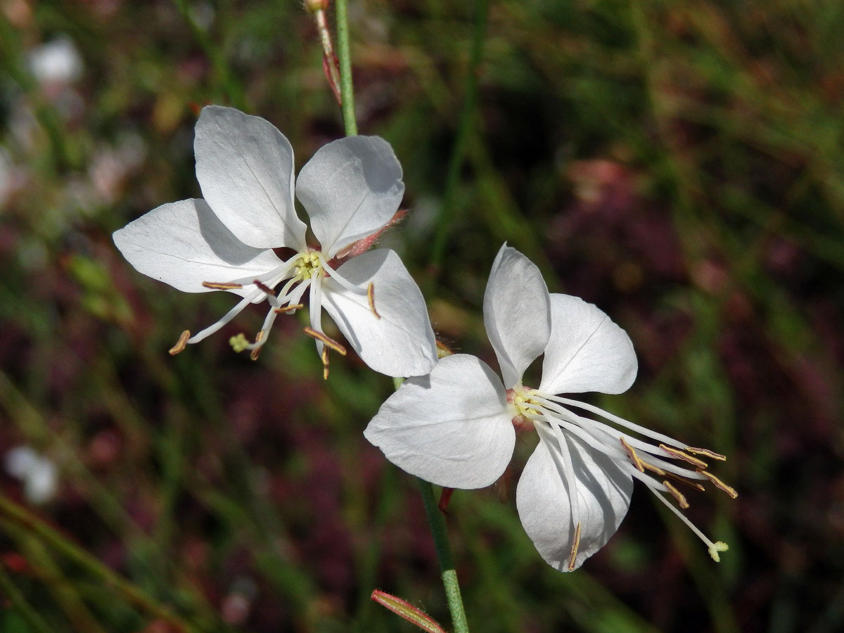 Gaura lindheimeri Engelm. & Gray