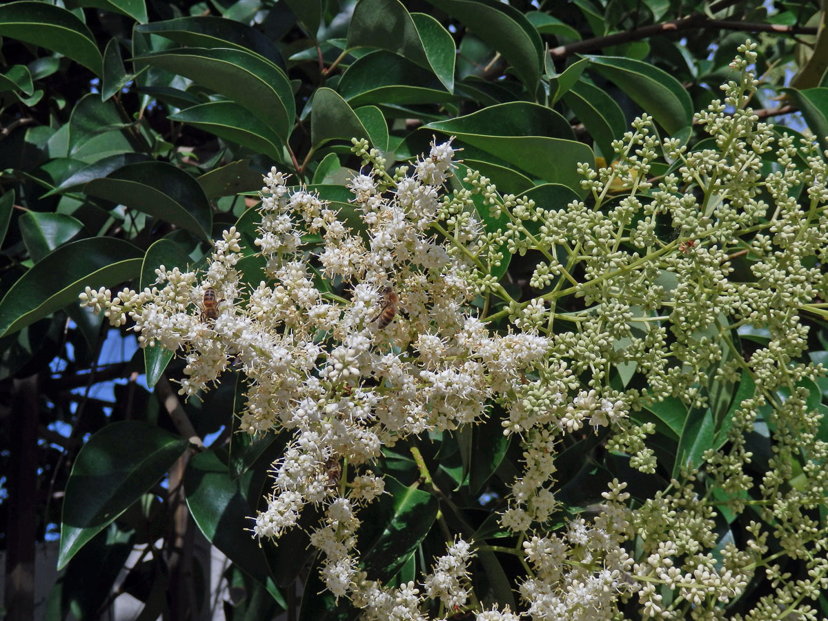 Ehretia acuminata R. Br.