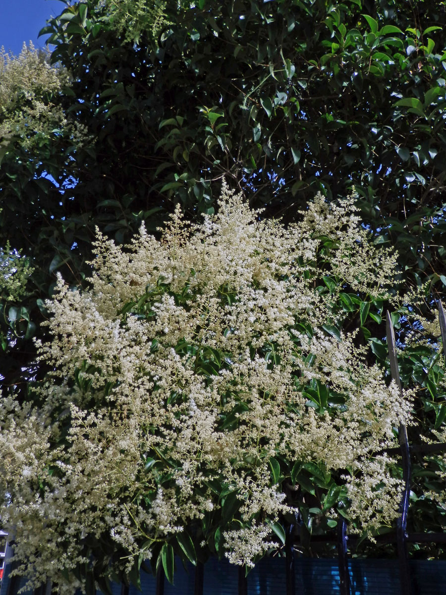 Ehretia acuminata R. Br.