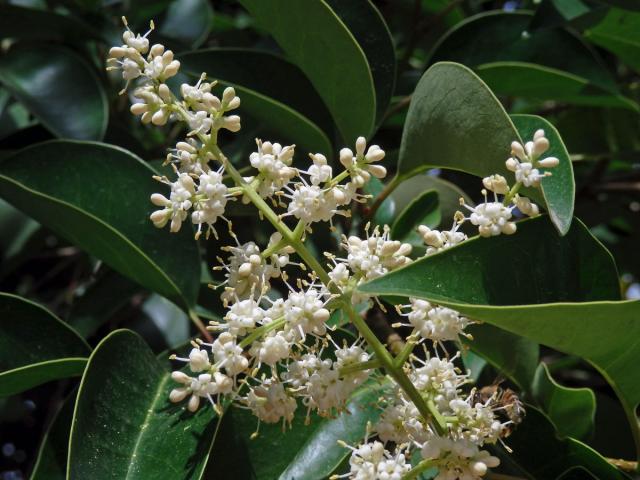 Ehretia acuminata R. Br.