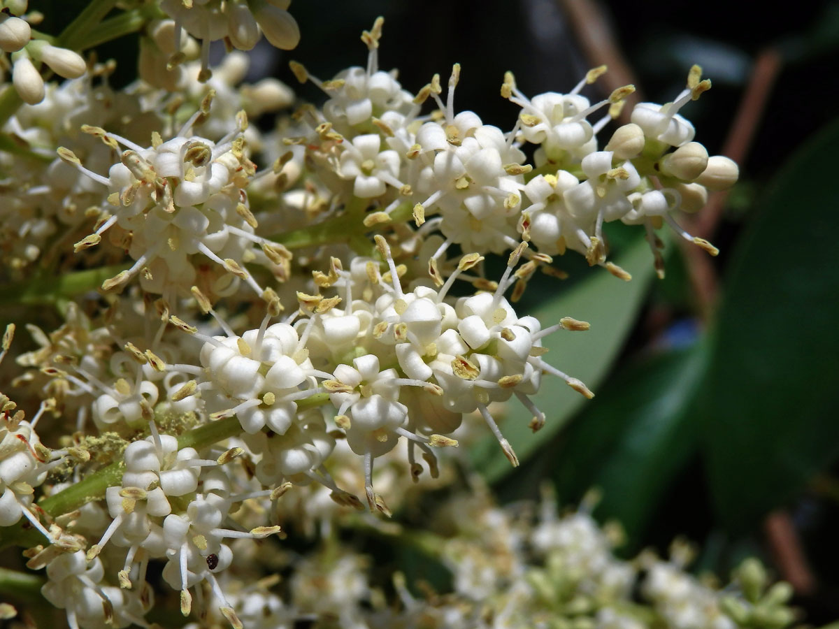 Ehretia acuminata R. Br.