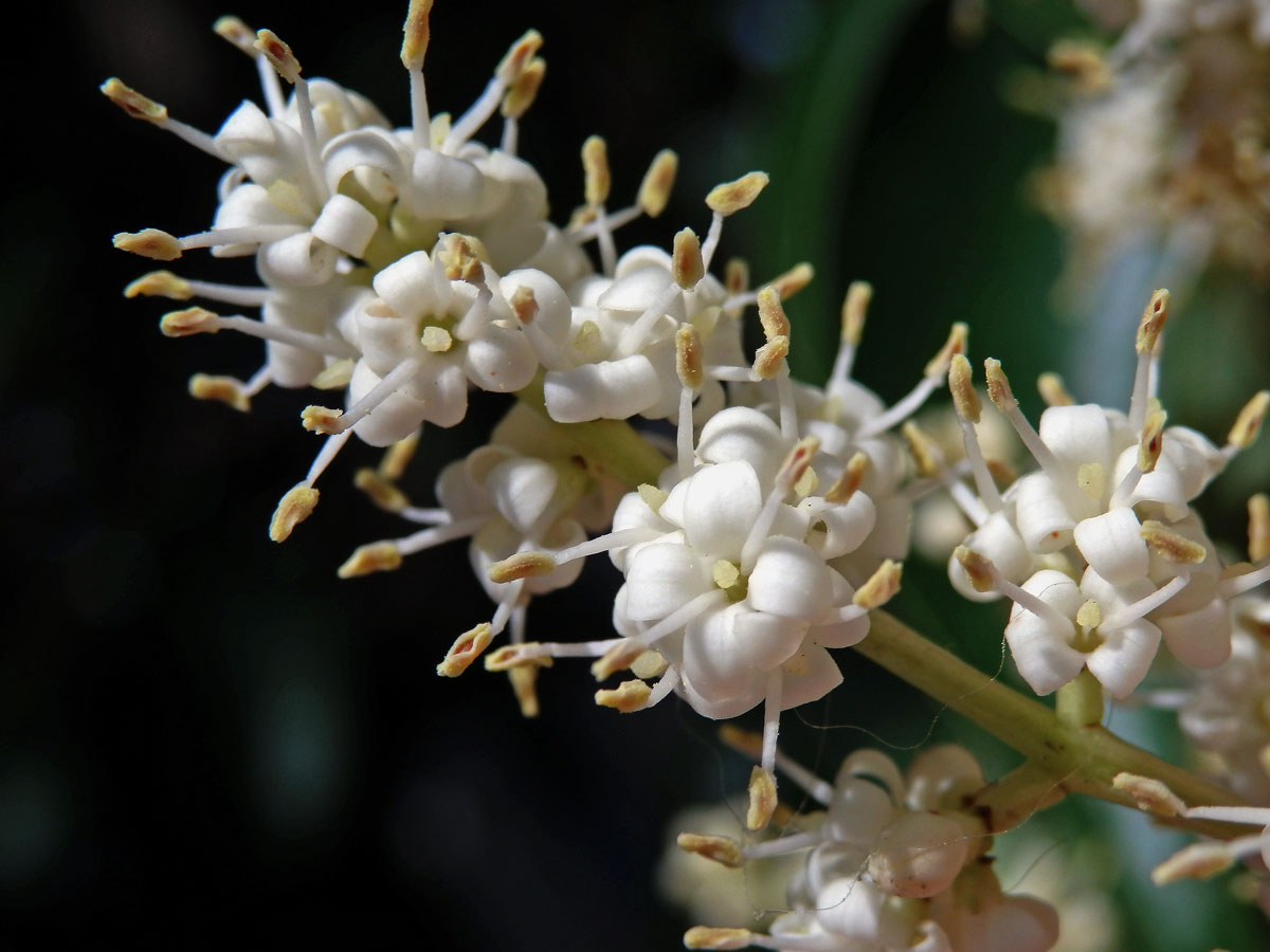 Ehretia acuminata R. Br.