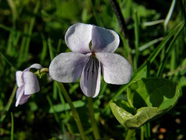 Violka bahenní (Viola palustris L.)