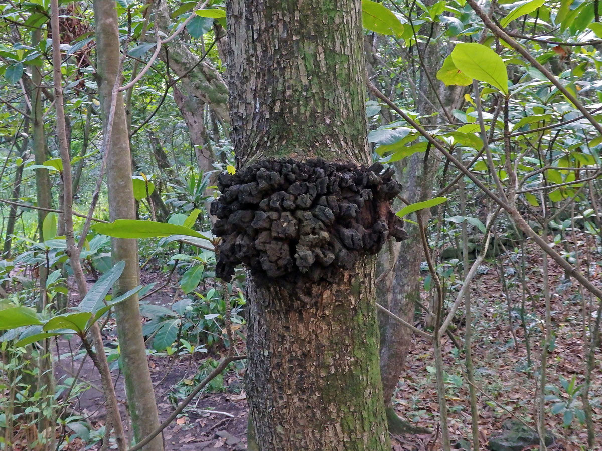 Vrcholák pravý (Terminalia catappa L.) s nádorem na kmeni (1a)