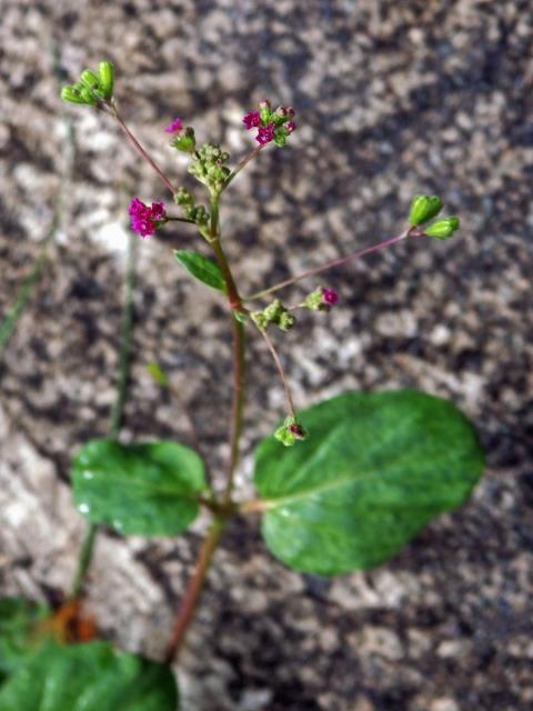 Boerhavia coccinea P. Mill.