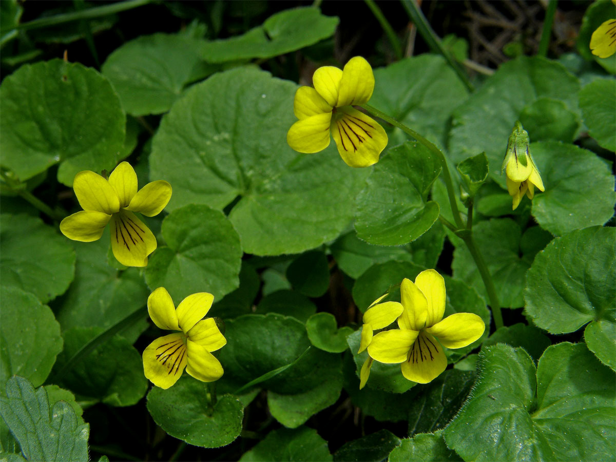 Violka dvoukvětá (Viola biflora L.)