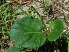 Boerhavia coccinea P. Mill.