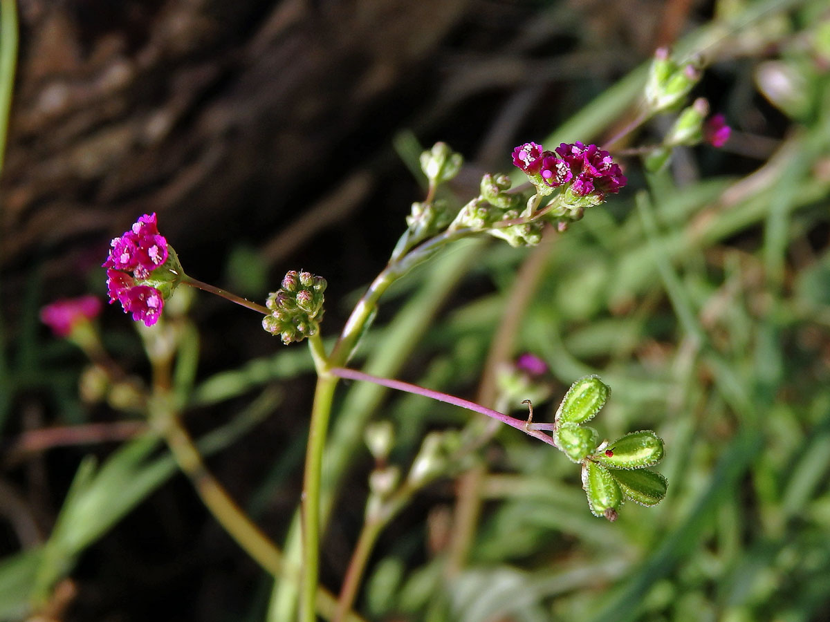 Boerhavia coccinea P. Mill.